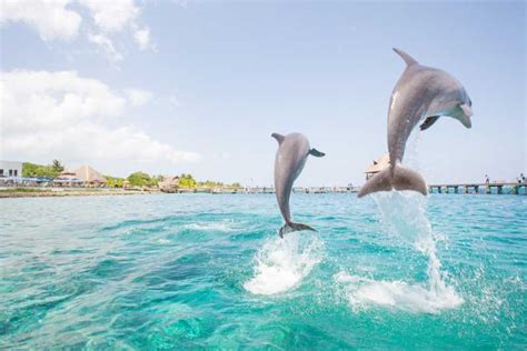 Baignade avec les dauphins à Punta Cana